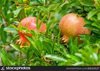 Ripe pomegranate fruit on tree ready to harvest, healthy lifestyle
