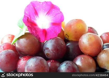 Ripe purple grapes with morning glory on a white background