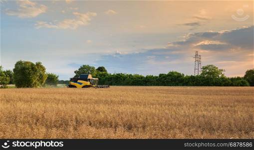 Ripe rape field to be harvested with the thresher.