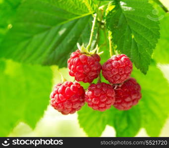 ripe raspberry in a garden