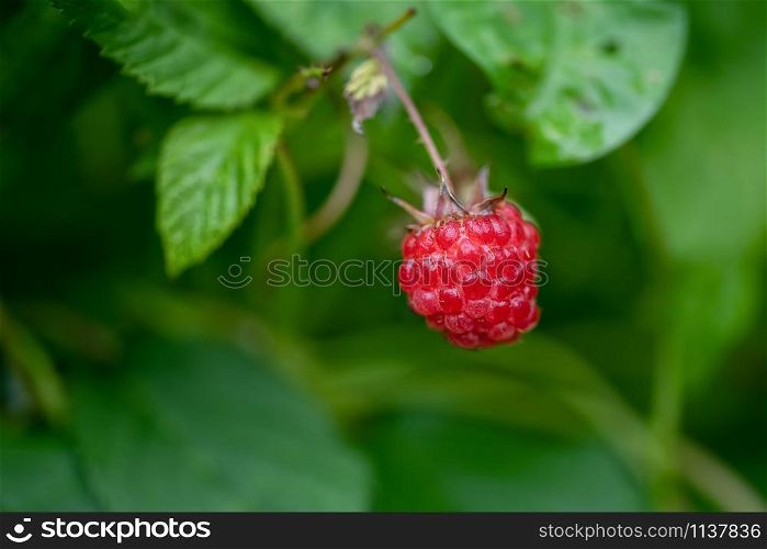 Ripe raspberry in a garden, red berry and green leaves. Red ripe raspberry close up in a garden