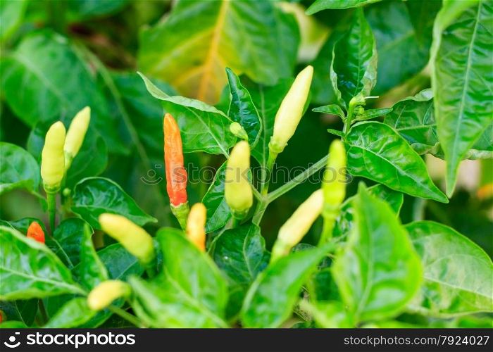 ripe red and green hot chili peppers on a tree