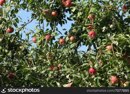 Ripe red apples hanging tree