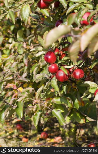 Ripe Red Apples on Tree in the Fall