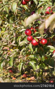 Ripe Red Apples on Tree in the Fall