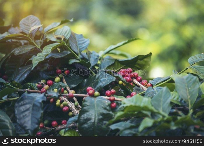Ripe Red coffee bean berry plant fresh seed coffee tree growth in green eco organic farm. Close up red ripe seed robusta arabica berries harvest for  coffee garden. Fresh coffee bean green leaf bush