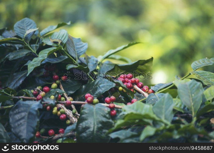 Ripe Red coffee bean berry plant fresh seed coffee tree growth in green eco organic farm. Close up red ripe seed robusta arabica berries harvest for  coffee garden. Fresh coffee bean green leaf bush