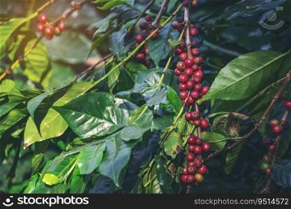 Ripe Red coffee bean berry plant fresh seed coffee tree growth in green eco organic farm. Close up red ripe seed robusta arabica berries harvest for  coffee garden. Fresh coffee bean green leaf bush