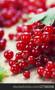 ripe red currant berries close up shot