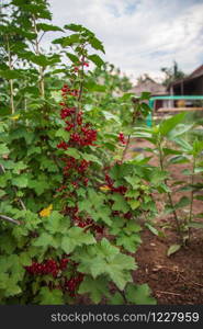 Ripe red currants on a branch of a bush, berries are ready for harvest. Growing organic fruits on the farm.. Ripe red currants on a branch of a bush, berries are ready for harvest.