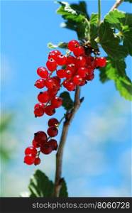 Ripe red currants with background of blue sky