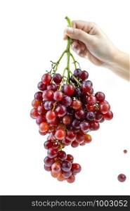 Ripe red grape bunch in lady hand at white blackground