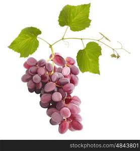 Ripe red grape fruits with leaves isolated on white.Digital painting.