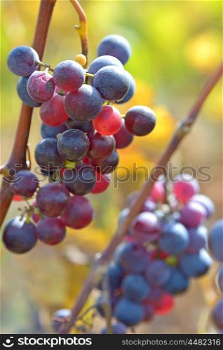 ripe red grape in vineyard