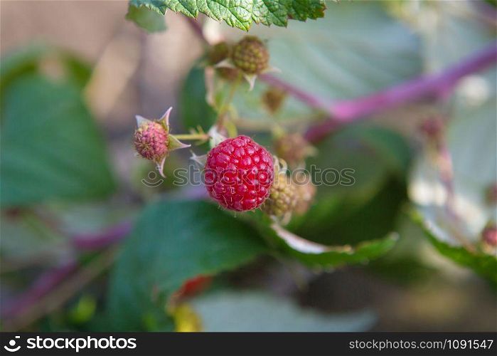 Ripe red raspberries hanging on a bush. Ripe red raspberries hanging on bush