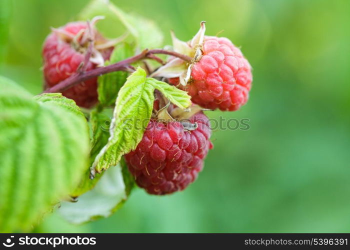 Ripe red raspberry on the branch closeup