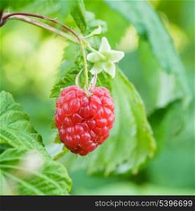 Ripe red raspberry on the branch closeup