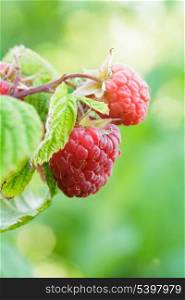 Ripe red raspberry on the branch closeup