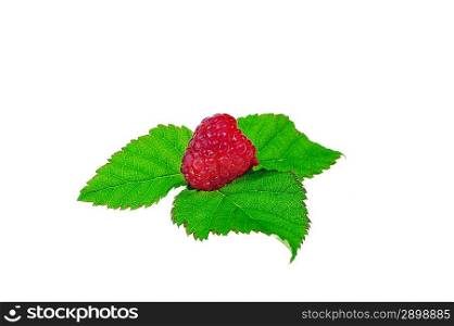 Ripe red raspberry with green leaves close up