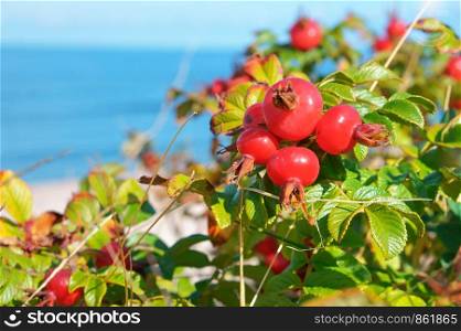 ripe red rose hips, the round bushes of wild rose of the sea. the round bushes of wild rose of the sea, ripe red rose hips