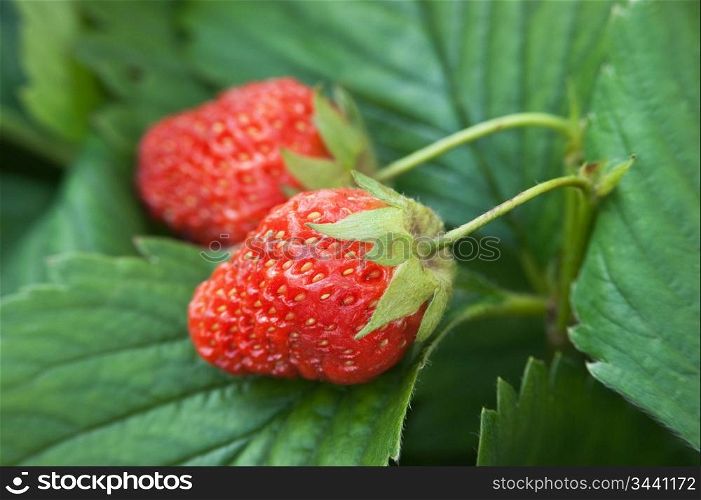 ripe red strawberries in garden