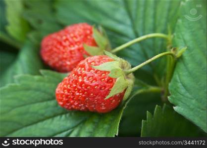 ripe red strawberries in garden