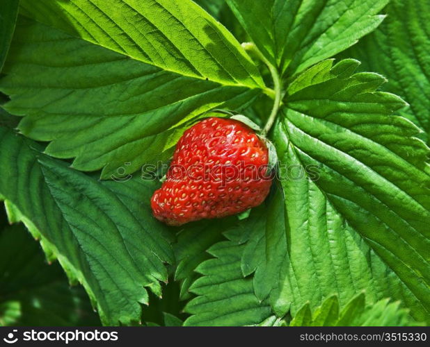 ripe red strawberries in garden