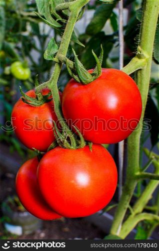 Ripe red tomato growing in vegetable garden. Tomato growing in open ground. Healthy food concept.