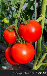 Ripe red tomato growing in vegetable garden. Tomato growing in open ground. Healthy food concept.