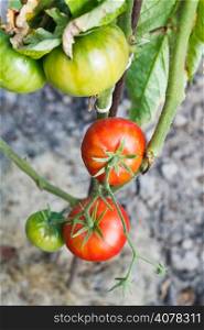 ripe red tomato plant in garden in summer day
