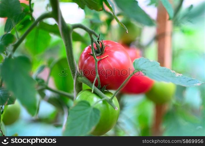 Ripe red tomatoes on plant (selective focus, shallow depth of field)