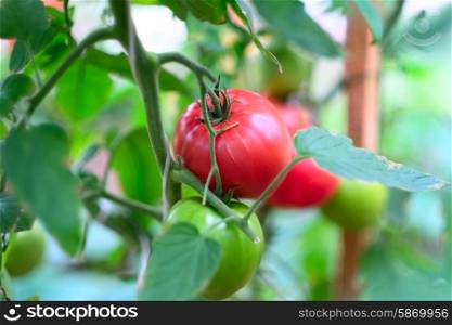 Ripe red tomatoes on plant (selective focus, shallow depth of field)