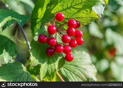 Ripe red viburnum on a branch with green leaves. Ripe red viburnum