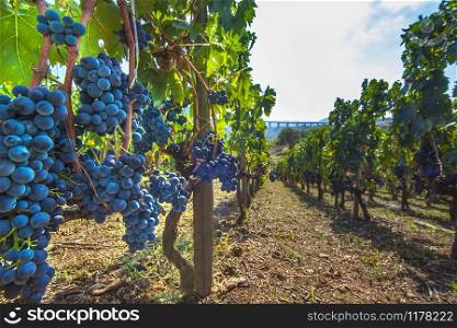 Ripe red wine grapes on vines at Picerno Basilicata Italy