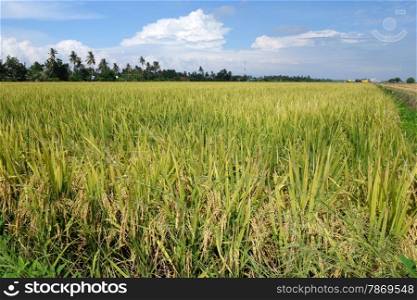 Ripe rice grains in Asia before harvest . Paddy field with ripe paddy under the blue sky