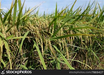 Ripe rice grains in Asia before harvest. Paddy field with ripe paddy under the blue sky
