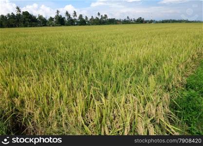 Ripe rice grains in Asia before harvest. Paddy field with ripe paddy under the blue sky