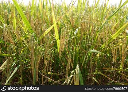 Ripe rice grains in Asia before harvest . Ripe rice grains in Asia