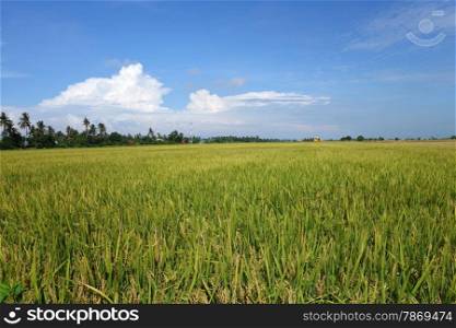 Ripe rice grains in Asia before harvest . The ripe paddy field is ready for harvest