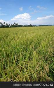 Ripe rice grains in Asia before harvest. The ripe paddy field is ready for harvest