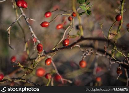 Ripe rose hips branches in late October. Medicinal berries, rosa canina, dog-rose. High quality photo. Ripe rose hips branches in late October. Medicinal berries, rosa canina, dog-rose