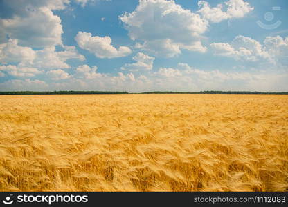 Ripe spikelets of ripe wheat. Closeup spikelets on a wheat field against a blue sky and white clouds. Harvest concept. Focus on the horizon.. Ripe spikelets of ripe wheat. Closeup spikelets on a wheat field against a blue sky and white clouds.