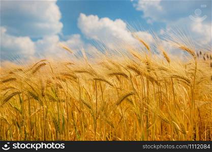 Ripe spikelets of ripe wheat. Closeup spikelets on a wheat field against a blue sky and white clouds. Harvest concept. The main focus is on the spikelets, foreground.. Ripe spikelets of ripe wheat. Closeup spikelets on a wheat field against a blue sky and white clouds.