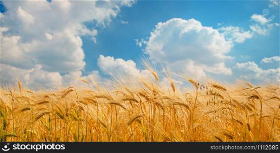 Ripe spikelets of ripe wheat. Closeup spikelets on a wheat field against a blue sky and white clouds. Harvest concept. The main focus is on the spikelets, foreground.. Ripe spikelets of ripe wheat. Closeup spikelets on a wheat field against a blue sky and white clouds.