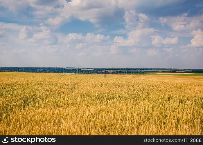 Ripe spikelets of ripe wheat. Closeup spikelets on a wheat field against a blue sky and white clouds. Harvest concept. Focus on the horizon.. Ripe spikelets of ripe wheat. Closeup spikelets on a wheat field against a blue sky and white clouds.