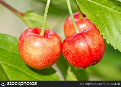 Ripe sweet cherry fruit on the tree