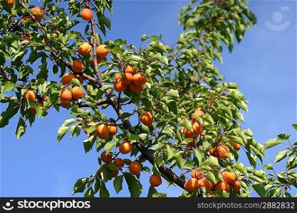 Ripe tasty apricot on tree