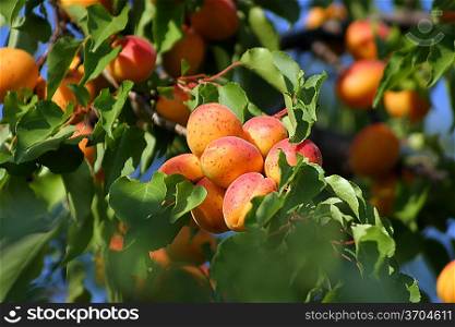 Ripe tasty apricot on tree