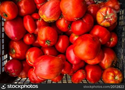 Ripe tomatoes from greenhouse. Home gardening of plants that suffers from severe drought and hot sun.