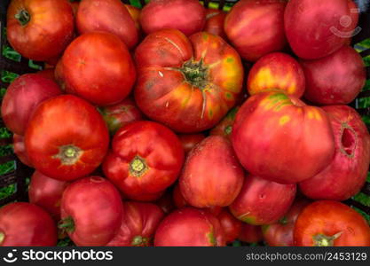 Ripe tomatoes from greenhouse. Home gardening of plants that suffers from severe drought and hot sun.